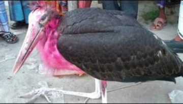 নোয়াখালীর চরে বিশাল আকৃতির পাখি উদ্ধার
